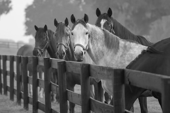 Horses on Fence